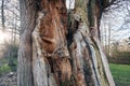 Old Tree Trunk split by Lightning - Close Up Detail Royalty Free Stock Photo