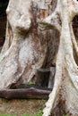 Old Tree Trunk with Unique Roots and Natural Texture Royalty Free Stock Photo