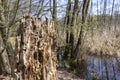 An old tree trunk in a wetland landscape in springtime, Brandenburg