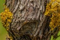 Old tree trunk with yellow lichen parietina xanthoria Royalty Free Stock Photo