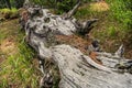 Old tree trunks in dark forest after storm. Branches dried up and covered with moss, formed impassable thicket Royalty Free Stock Photo