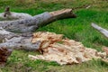 old tree trunks lying broken in grass Royalty Free Stock Photo