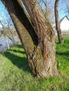 Old tree trunks on riverbank Mures, Arad, Romania