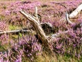 Old wood of tree trunks on ground between flowering heather of heathland, Netherlands Royalty Free Stock Photo
