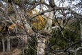 Gnarly old tree, branches twisted and broken, closeup