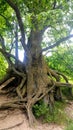 An old tree with twisted roots Royalty Free Stock Photo