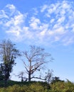 An old tree under blue sky Royalty Free Stock Photo