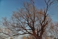 old tree under blue sky Royalty Free Stock Photo