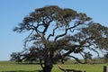 An Old Tree under Blue Sky Royalty Free Stock Photo