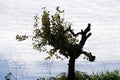 Old tree under fluffy clouds