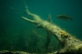 Old tree under water, underwater photography of a tree image, underwater wallpaper Royalty Free Stock Photo