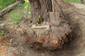 Old tree uprooting. Around the tree, the earth was dug up and the roots were sawn off. Royalty Free Stock Photo