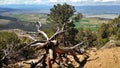 Old Tree, View from Warner Point Trail, Black Canyon of the Gunnison