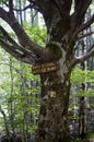 Old Tree in Vitosha Natioal park forest in sign of the pathway Bulgaria Royalty Free Stock Photo