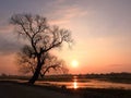 Old tree and vivid sun in morning, Lithuania