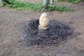 An old tree was cut down and a wooden Easter egg was carved from the trunk at its base