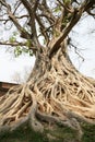 Old Tree of Wat Sawai Royalty Free Stock Photo