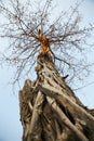 Old Tree of Wat Sawai, Sukhothai Royalty Free Stock Photo