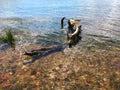 Old tree in water