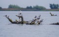 Old tree branch and seagulls sitting Royalty Free Stock Photo