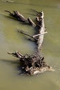 Old tree in water stream after flood