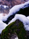 An old tree on which moss and lichen have grown, and snow is lying on top. Royalty Free Stock Photo