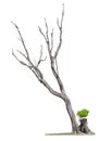 Old tree on white background.Concept death and life revival Royalty Free Stock Photo