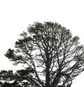 Old tree on white background-hobbiton