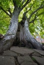 Old tree whose trunk is torn open like a wound.