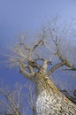 Old tree during winter