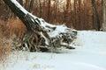 Old tree in winter forest. Large tree after heavy snowstorm falls on snow-covered path, its roots are covered with snow