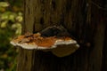 Old tree in the woods in autumn with many fallen leaves on pepper Royalty Free Stock Photo