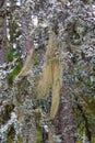 Old trees with Beard lichen Royalty Free Stock Photo