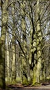 Old trees with buds. Royalty Free Stock Photo