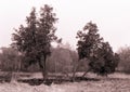 Old trees in the clearing. Horizontal monochrome landscape.