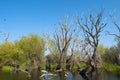 Old Trees in Danube Delta