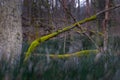 Old trees in the early spring woodlands in Latvia.