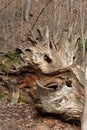 Old trees in the early spring woodlands in Latvia.