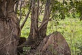 Old trees with exposed roots - Powerful roots Royalty Free Stock Photo