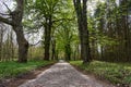 Old trees growing along a country paved road on the island of Usedom Royalty Free Stock Photo