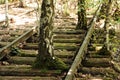 Old trees growing through a railway