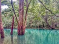 Old trees growing in the water, Libo Royalty Free Stock Photo