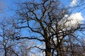 Giant oak tree with bare branches against blue sky with spring clouds