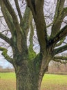 Old trees with lichen and moss in Epping forest UK, out of focus