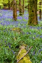 Old trees and logs surrounded by Bluebells in woodland Wales, UK