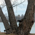 Old trees make great bird feeders. Royalty Free Stock Photo