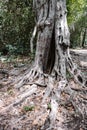 Old trees and Mayan ruins dot the coast on Cozumel. Royalty Free Stock Photo