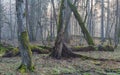 Old trees in natural stand of Bialowieza Forest