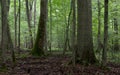 Old trees in natural stand of Bialowieza Forest