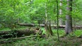 Old trees in natural stand of Bialowieza Forest
